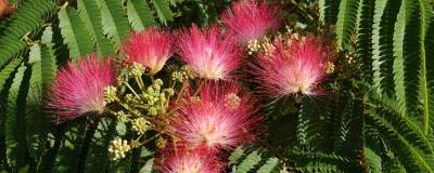 ALBIZIA julibrissin OMBRELLA (R) 'Boubri' cov 01