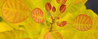 COTINUS coggygria GOLDEN LADY (R) 'Mincojau3' cov 01