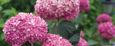 HYDRANGEA arborescens PW (R) PINK ANNABELLE (R) 'Ncha1' cov 01