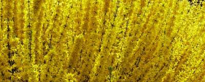 FORSYTHIA x intermedia WEEK END (R) 'Courtalyn' cov 01