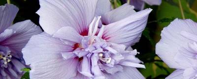 HIBISCUS syriacus BLUE CHIFFON (R) 'Notwood3' cov 01