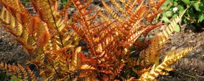 DRYOPTERIS erythrosora 01