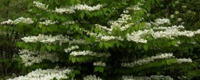 VIBURNUM plicatum 'SUMMER SNOWFLAKE' 01