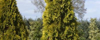 THUJA occidentalis GOLDEN SMARAGD (R) 'Janed Gold' cov 01