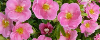 POTENTILLA fruticosa PINK PARADISE (R) 'Kupinpa' cov 01