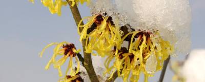 HAMAMELIS x intermedia 'DIANE' 01