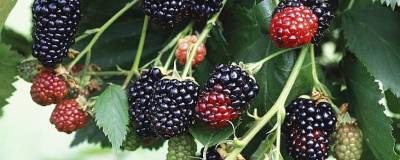 RUBUS fruticosus 'TRIPLE CROWN' 01