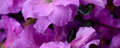 AZALEA japonica WALBERTON'S (R) MAUVE RUFFLES 'Walmauvruf' cov 01