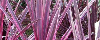 CORDYLINE 'Southern Splendour' 01