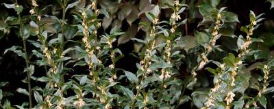 SARCOCOCCA hookeriana 01