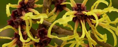 HAMAMELIS x intermedia 'ARNOLD PROMISE' 01