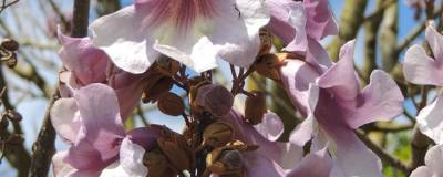 PAULOWNIA fortunei APRIL LIGHT (R) 'Minpaul' cov 01