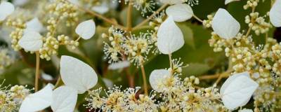 SCHIZOPHRAGMA hydrangeoides SNOW SENSATION (R) 'Minsnow3' cov 01