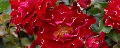 ROSIER RED LADY RUFFLES (R) 'Interruffydalred' 01