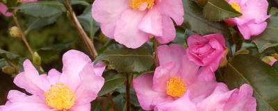 CAMELLIA sasanqua 'CLEOPATRA' 01