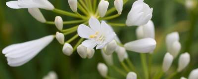 AGAPANTHUS 'SNOW PIXIE' 01