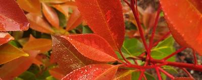 PHOTINIA x fraseri BATON ROUGE (R) 01