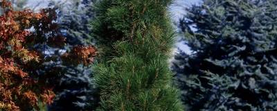 PINUS nigra subsp. pallasiana var. fastigiata 01