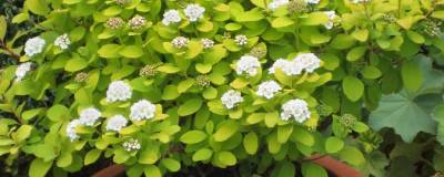 SPIRAEA betulifolia 'Tor Gold' cov 01