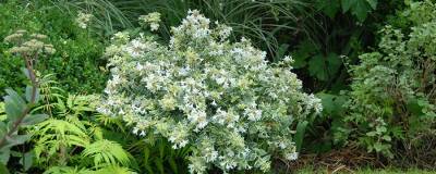 ABELIA x grandiflora SPARKLING SILVER (R) 01