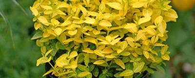 EUONYMUS fortunei GOLDY (R) 'Waldbolwi' cov 01