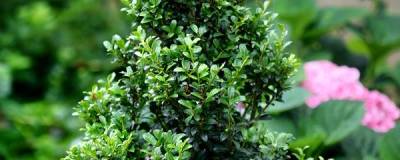 ILEX crenata CHAT'O (R) 'Farrowsk6' 01