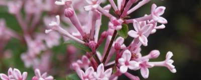 SYRINGA BLOOMERANG (R) 'Pink Perfume' cov 01