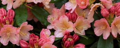 RHODODENDRON yakushimanum 'PERCY WISEMAN' 01