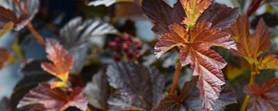 PHYSOCARPUS opulifolius DIABLE D'OR (R) II 'Minpour8' cov 01