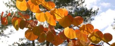 CERCIDIPHYLLUM japonicum 01