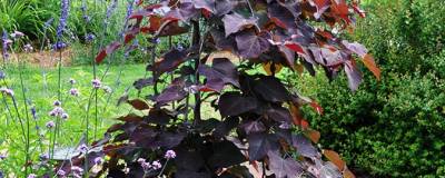 CERCIS canadensis 'RUBY FALLS'cov 01