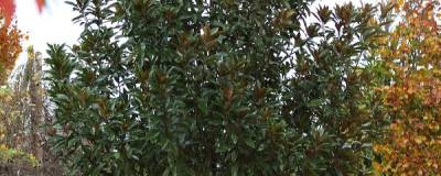 MAGNOLIA grandiflora ALTA 'Tmgh' cov 01
