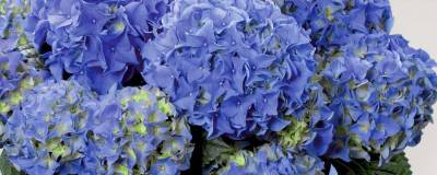 HYDRANGEA macrophylla EARLY BLUE (R) 'HBA 202911' cov 01