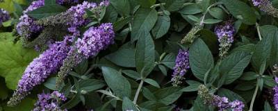 BUDDLEJA PW (R) LILAC CHIP (R) 'Valbud 3' cov 01