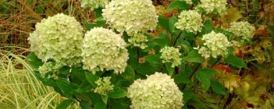 HYDRANGEA paniculata PW (R) LITTLE LIME (R) 'Jane' cov 01