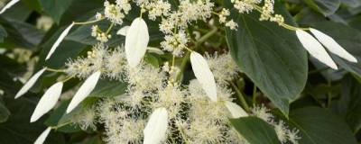 SCHIZOPHRAGMA integrifolia var.fauriei WINDMILLS (R) 'Plooster' 01