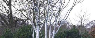 BETULA utilis var.jacquemontii 01