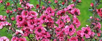 LEPTOSPERMUM scoparium 'JUBILEE' 01