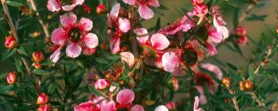 LEPTOSPERMUM scoparium 'MARTINI' 01