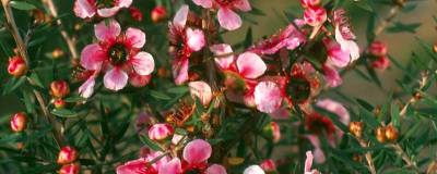 LEPTOSPERMUM scoparium 'MARTINI' 01