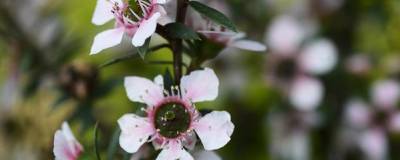 LEPTOSPERMUM scoparium 'NANA HUIA' 01