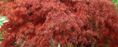 ACER palmatum var.dissectum 'GARNET' 01