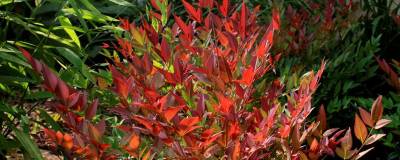 NANDINA domestica OBSESSED (R) 'Seika' cov 01