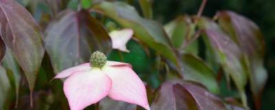 CORNUS kousa 'Copacabana' 01