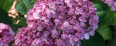 HYDRANGEA macrophylla 'AYESHA' 01