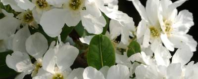 EXOCHORDA x macrantha 01