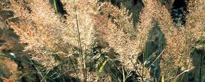 CALAMAGROSTIS brachytricha 01