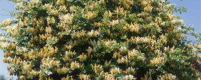 LONICERA japonica 'HALL'S PROLIFIC' 01