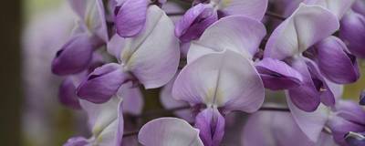 WISTERIA x venusta GRANDE DIVA (R) BARBARA 'MinwiKB25' cov 01