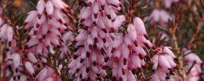 ERICA x darleyensis 'J.W.PORTER' 01